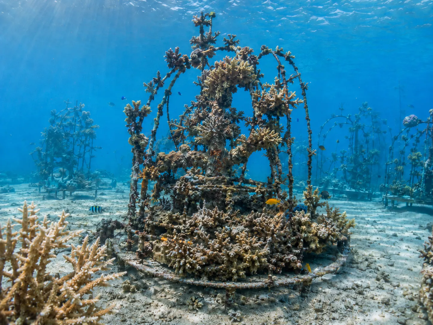 Biorock artificial reef structure off Gili Trawangan with accelerated coral growth