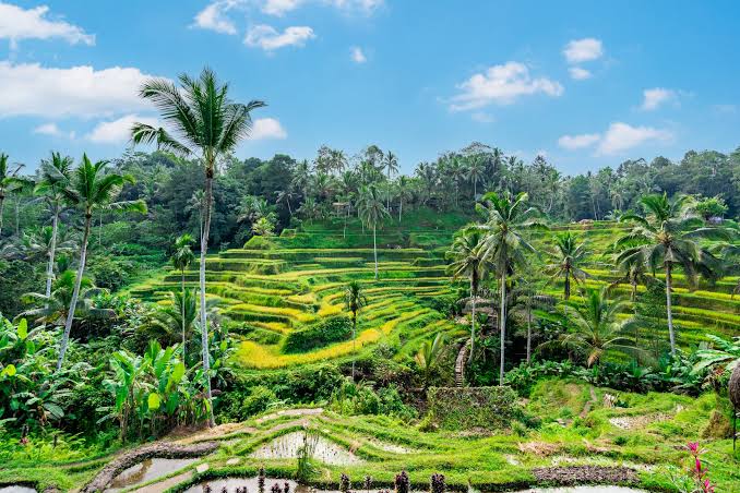 Bali rice terraces near Ubud